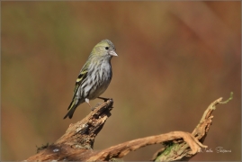 <p>ČÍŽEK LESNÍ (Carduelis spinus) ------- /Eurasian siskin - Erlenzeisig/</p>